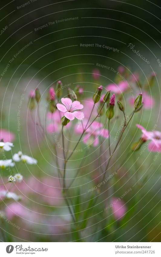 flower meadow Environment Nature Plant Summer Beautiful weather Blossom Wild plant Garden Blossoming Illuminate Stand Growth Esthetic Natural Soft Pink Bud