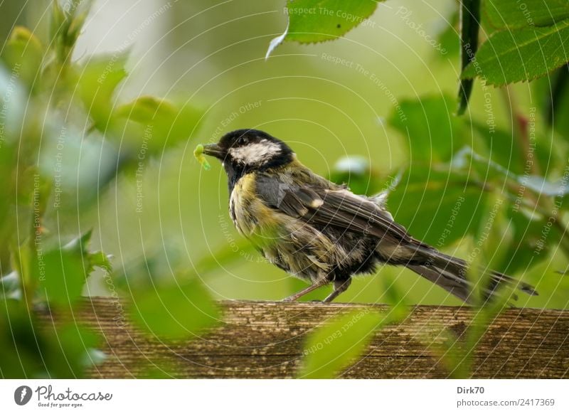 Ready to feed - great tit in front of the nest Garden Environment Animal Spring Plant Rose Leaf Garden fence Wild animal Bird Songbirds Tit mouse Caterpillar 1