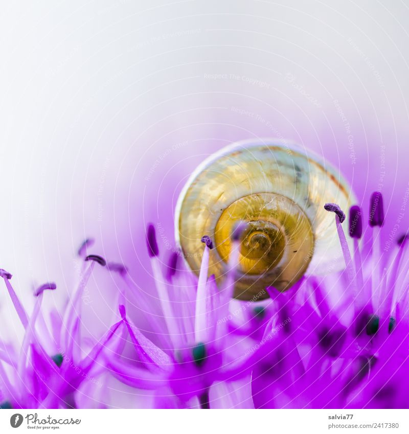 transparent Harmonious Well-being Senses Relaxation Calm Fragrance Environment Nature Plant Spring Flower Blossom ornamental garlic Garden Snail Snail shell