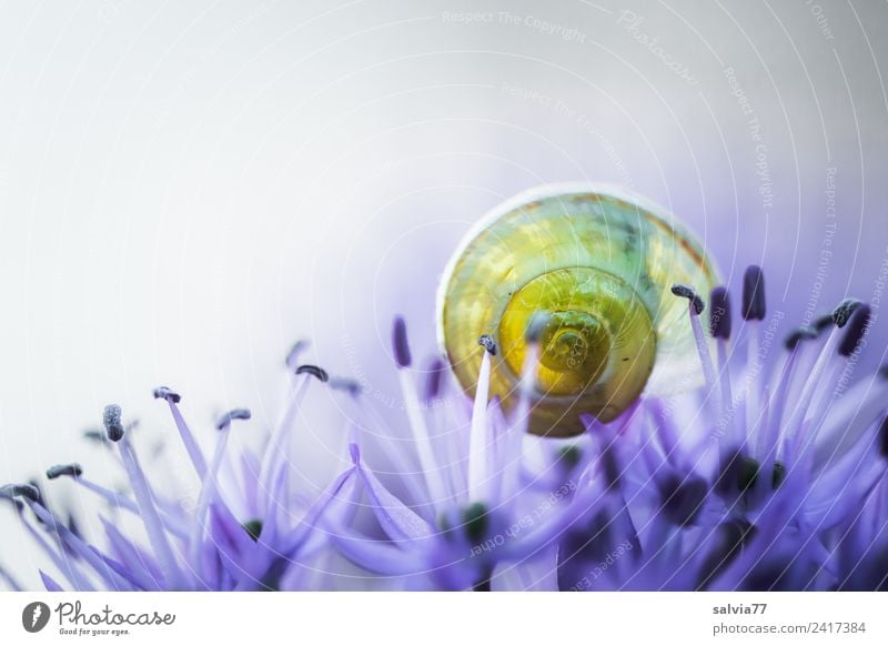 transparent Environment Nature Spring Summer Plant Flower Blossom ornamental garlic Animal Snail Snail shell Blossoming Fragrance Round Blue Yellow Esthetic Art