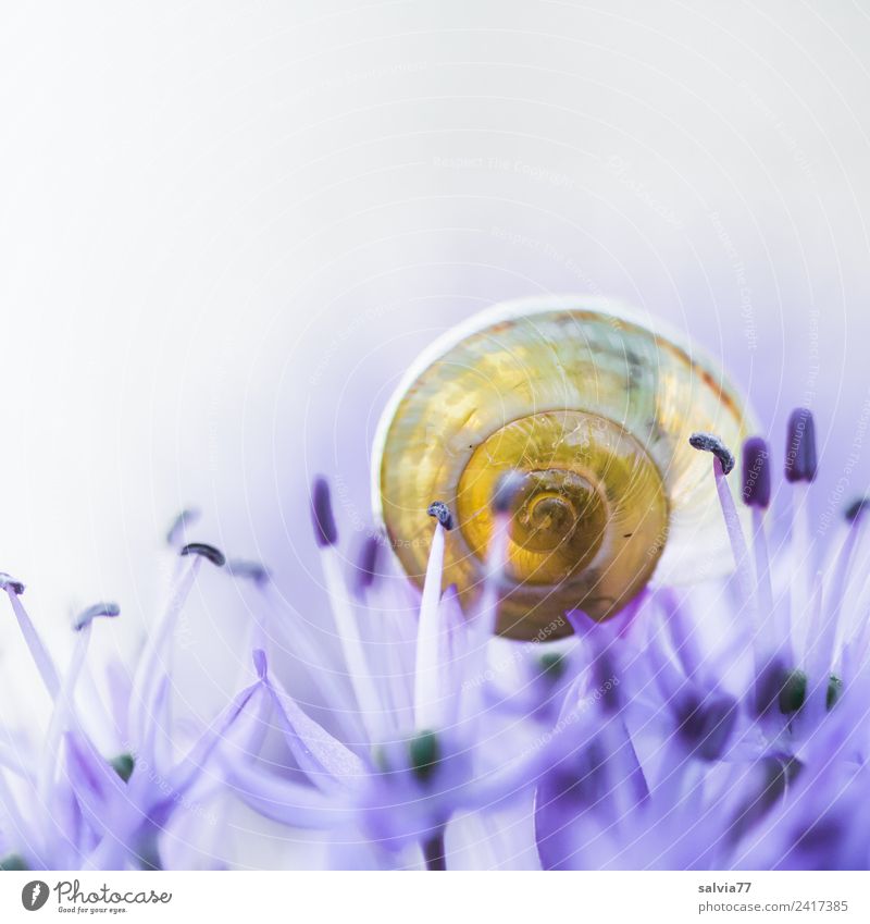 delicately worn Design Harmonious Relaxation Calm Fragrance Nature Spring Flower Blossom Flower stem Garden Snail Snail shell Sign Esthetic Blue Yellow Ease