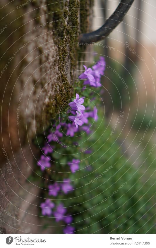 mauerBLÜMCHEN Flower Wall (barrier) Wall (building) Beautiful Hide wallflower Wall plant Moss Growth Survive Blossom Small Violet Delicate Gray Green Spring