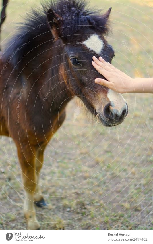 Kontiki Animal Horse 1 Baby animal Cuddly Caress Hair and hairstyles Pony Small Cute Smooth Nose Hand Caution Communicate Approach Near Brown Pelt Colour photo