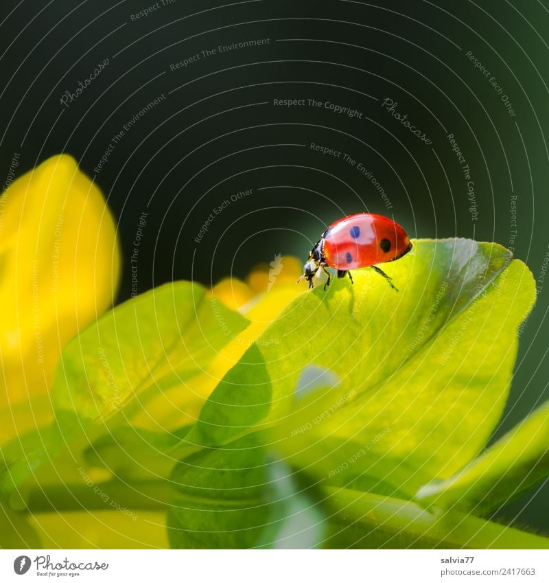 luminescent Nature Spring Plant Leaf Wild plant Euphorbiaceae Animal Beetle Insect Ladybird Seven-spot ladybird Crawl Yellow Orange Black Esthetic Movement