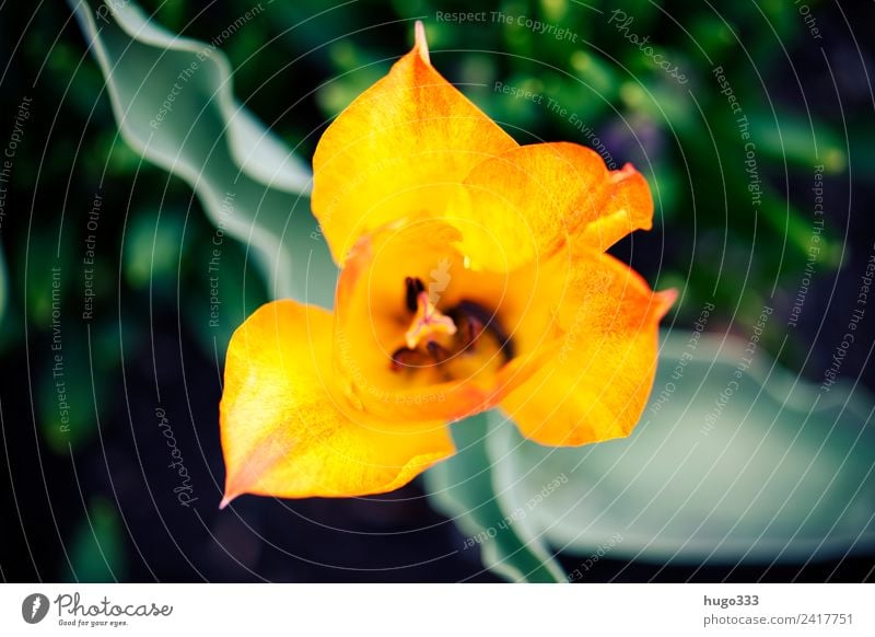 Yellow flower in summer Green Flower Blossom Plant Macro (Extreme close-up) Detail Shallow depth of field blurriness Garden Summer Blossom leave Growth Esthetic