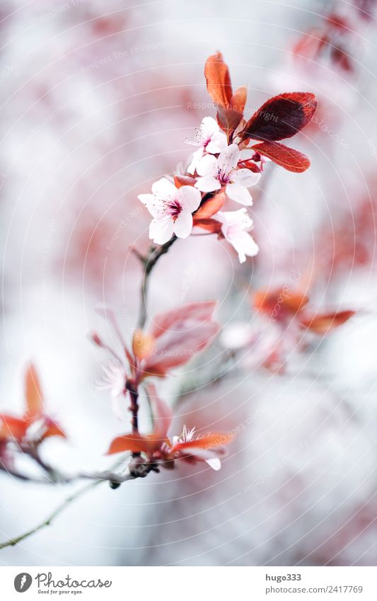 Spring blossom with blur Blossom Flower Plant Macro (Extreme close-up) Detail Close-up Shallow depth of field Garden Blossom leave Deserted naturally