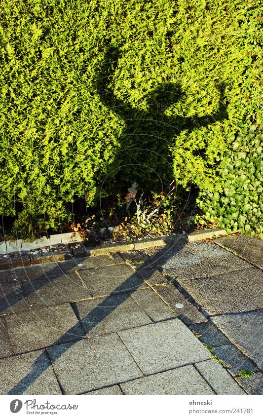 No soup Human being 1 Summer Plant Hedge Pedestrian Sidewalk Crazy Green Enthusiasm Euphoria Surrealism Silhouette Dance Elation Joy Colour photo Exterior shot