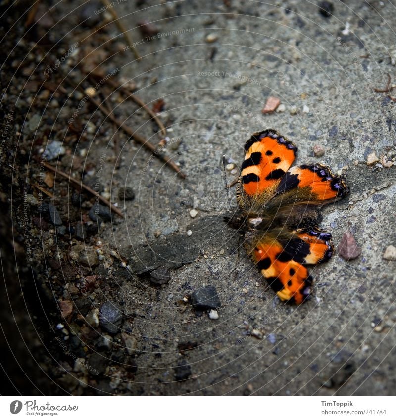 Old butterfly Animal Beautiful Butterfly Paving stone Feeler Wing Orange Small tortoiseshell Bird's-eye view Animal portrait