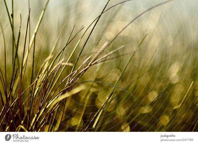 grass Environment Nature Plant Sunlight Summer Grass Growth Natural Wild Beach dune Colour photo Exterior shot Light (Natural Phenomenon) Blur