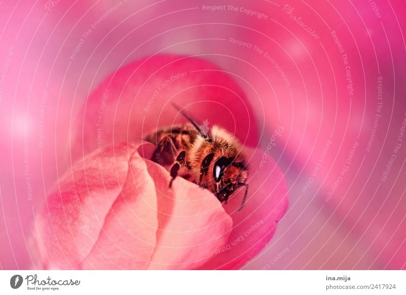 In the bee paradise Animal Farm animal Wild animal Bee Beetle 1 Pink Colour photo Exterior shot Interior shot Studio shot Close-up Detail