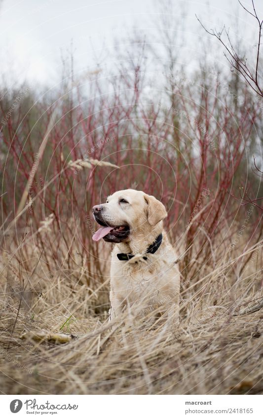 Labrador retriever Blonde Exterior shot Sit Seat Nature Landscape Animal family dog leak flare Mammal Breathe Dog Purebred dog