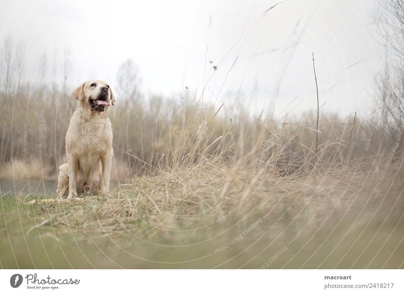 Labrador retriever labbi retriver Dog Purebred dog Blonde Animal Pet Walk the dog Nature Natural Exterior shot To go for a walk Livestock breeding Breed