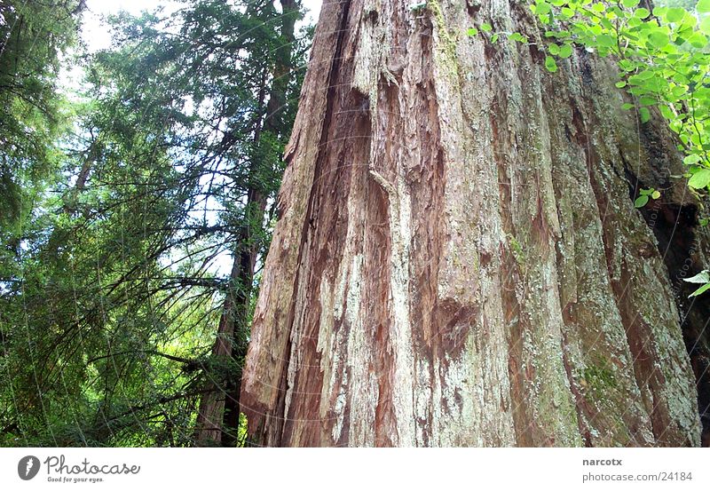 tree [1] Tree Forest Americas South West Leaf Mammoth USA