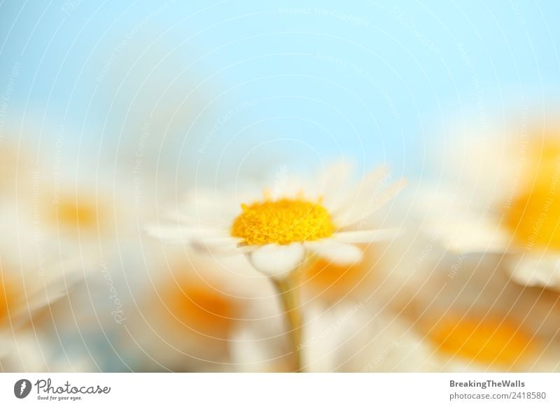 Close up camomile flowers over blue sky Nature Sky Cloudless sky Spring Summer Plant Blossom Wild plant Garden Meadow Field Beautiful Soft Blue Multicoloured