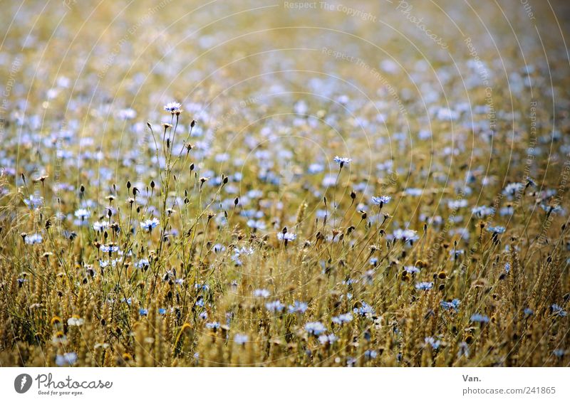 floral picture Grain Nature Plant Summer Flower Blossom Agricultural crop Cornflower Field Beautiful Blue Yellow Calm Mature Wheat Colour photo Exterior shot