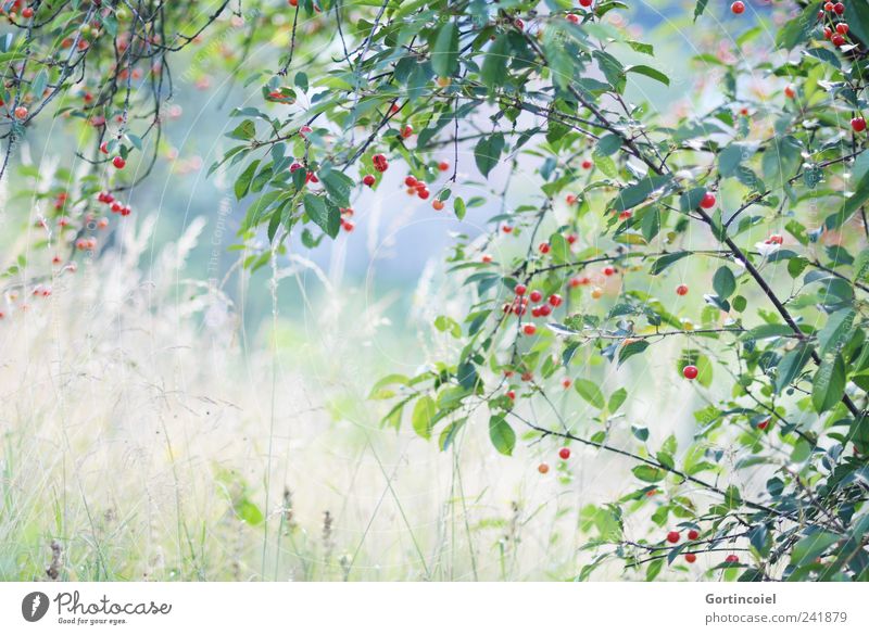 cerisier Environment Nature Landscape Plant Summer Grass Meadow Natural Cherry tree Love of nature Colour photo Exterior shot Day Shallow depth of field