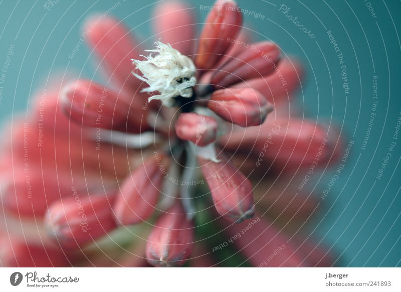 in the flower bed Nature Plant Summer Flower Blossom Exotic Blossoming Fragrance Esthetic Exceptional Blue Red White Colour photo Exterior shot Close-up Detail