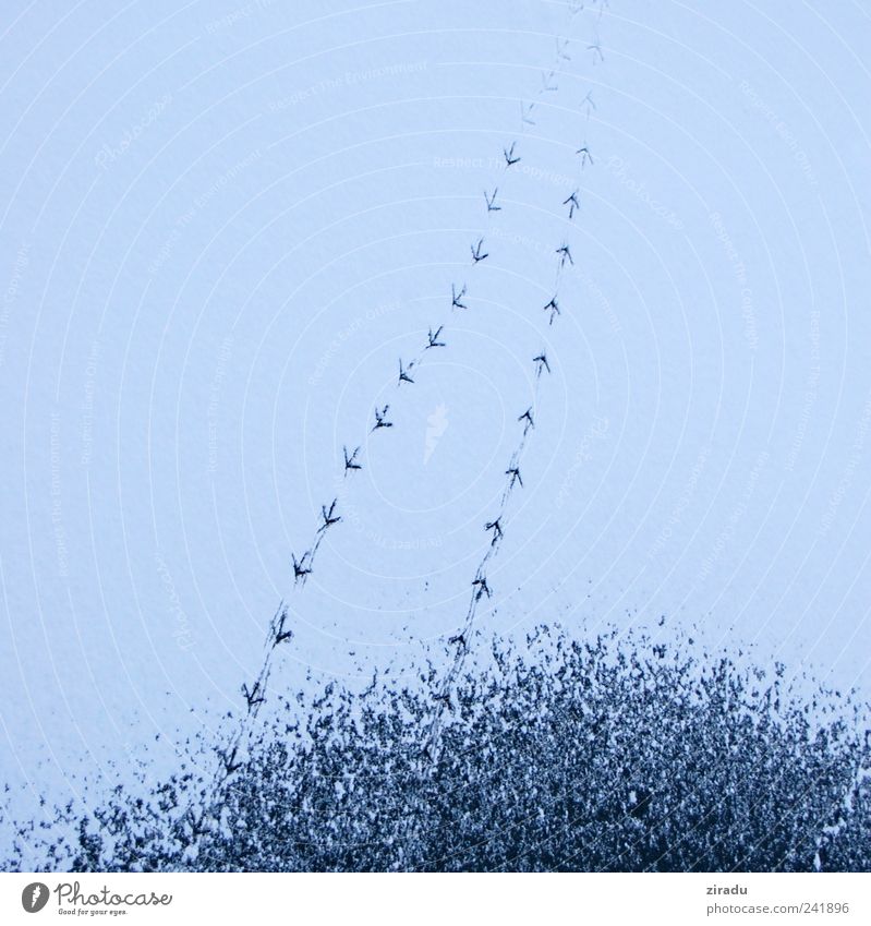 tracks Winter Snow Ice Frost Pond Animal tracks Water Blue bird tracks Colour photo Subdued colour Exterior shot Detail Pattern Deserted Copy Space left