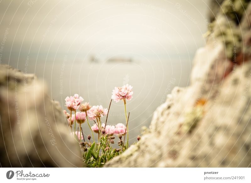 Near the cliffs II Environment Nature Landscape Plant Elements Water Sky Cloudless sky Sunrise Sunset Sunlight Spring Summer Climate Weather Waves Coast Ocean