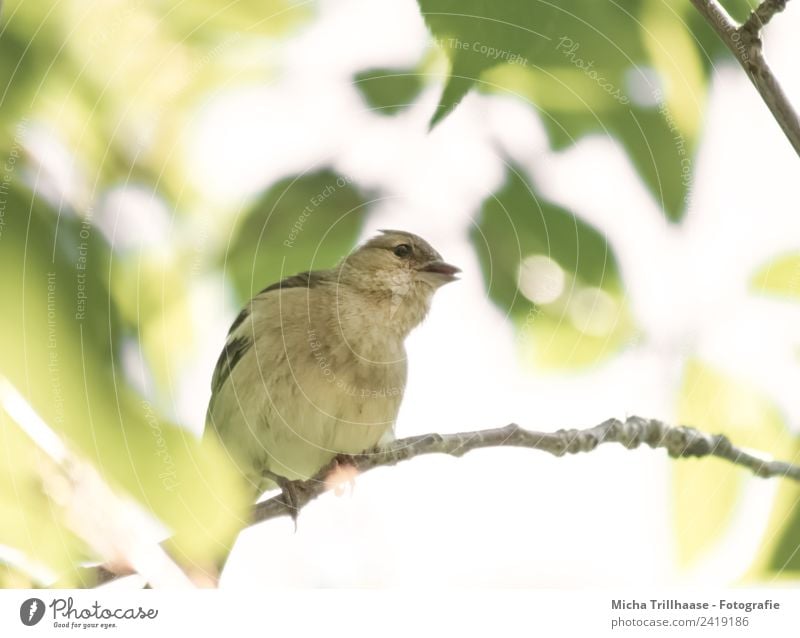 Curious bird Nature Animal Sun Sunlight Beautiful weather Tree Leaf Wild animal Bird Animal face Wing Claw Finch Green finch Beak 1 Observe Communicate