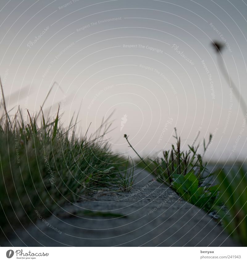 kerb thicket Bushes Weed Lanes & trails Curbside Wayside Footpath Undergrowth Sky Twilight Grass Plant Colour photo Subdued colour Exterior shot Abstract