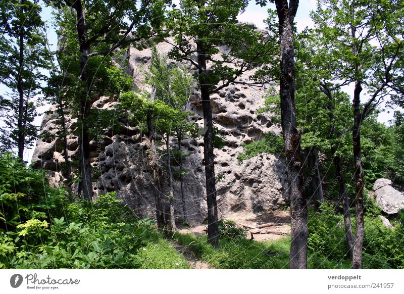 cheese mountain Nature Plant Air Summer Tree Forest Mountain Colour photo Exterior shot