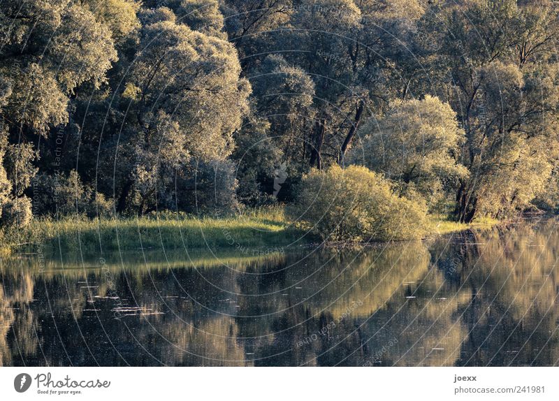 Silence in the forest Nature Water Summer Tree Forest River bank Rhein meadows Green Calm Idyll Old Rhine Escarpment floodplain Colour photo Subdued colour