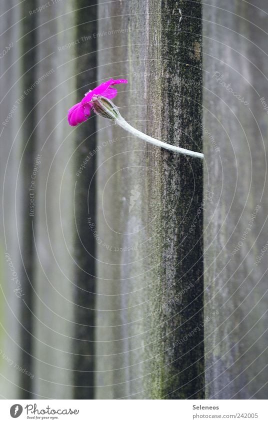 Fence-gleaner Trip Summer Garden Environment Nature Spring Plant Flower Blossom Foliage plant Fence post Wood Old Colour photo Exterior shot Copy Space bottom