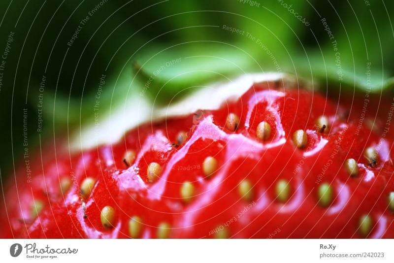 Such a sweet little fruit! Fruit Nature Plant Earth Summer Blossoming Growth Fragrance Fresh Delicious Green Red Fruity Juicy Healthy Strawberry Berries