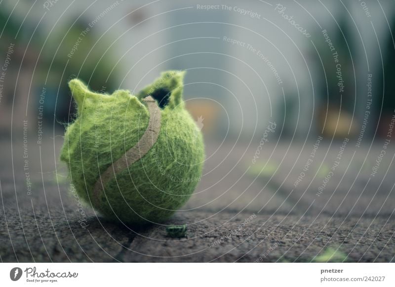 Tennis? Lifestyle Tennis ball Ball Broken Sportsperson Ball sports Playing Catch Romp Animal Pet lacerate Colour photo Subdued colour Exterior shot Close-up