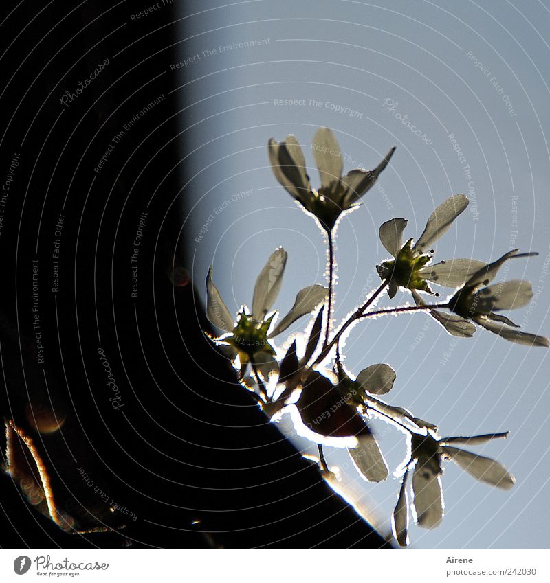 backlight spell Plant Sky Cloudless sky Spring Beautiful weather Tree Flower Blossom Blossoming Illuminate Growth Small Blue Black White Contentment