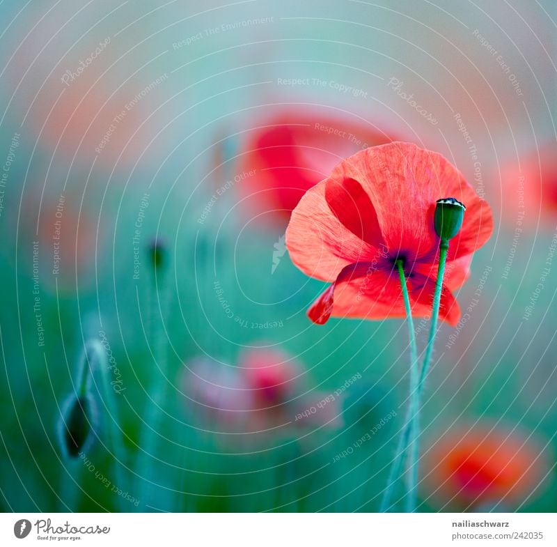 poppy dream Environment Nature Plant Flower Blossom Poppy Poppy blossom Poppy field Meadow Field Blossoming Esthetic Fresh Green Red Colour photo Multicoloured