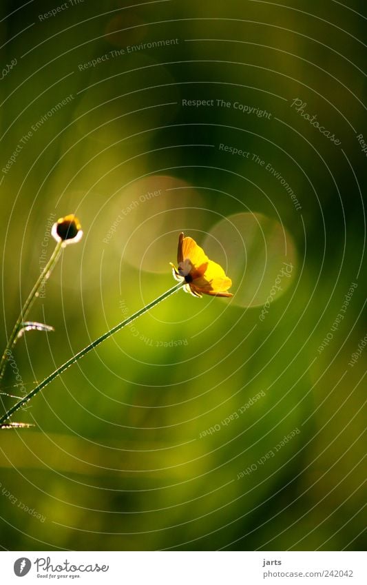 good evening Environment Nature Plant Beautiful weather Garden Meadow Marsh marigold Flower Close-up Deserted Copy Space top Copy Space bottom Evening Light