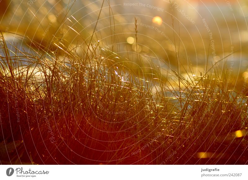 grass Environment Nature Plant Grass Beach dune Marram grass Illuminate Growth Natural Warmth Wild Soft Moody Colour photo Exterior shot Light