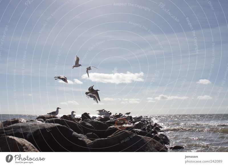 ...they're still leaving! Environment Nature Animal Sky Clouds Horizon Beautiful weather Coast Beach North Sea Ocean Wild animal Bird Group of animals Flock