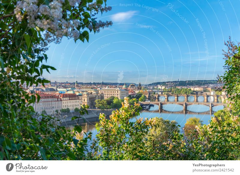 Vltava river with its bridges and Prague City Lifestyle Beautiful Vacation & Travel Summer Art Landscape Tree Flower Old town Bridge Building Architecture