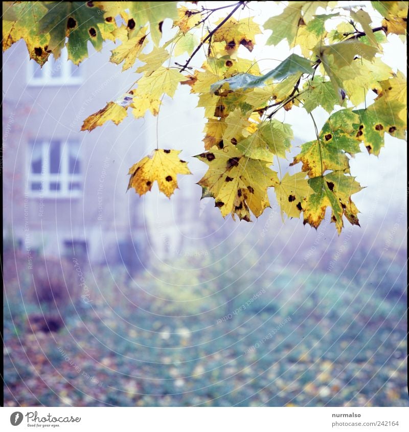 in autumn the fog Leisure and hobbies Flat (apartment) Garden Nature Plant Animal Autumn Climate Fog Tree Leaf Park Facade Fragrance Natural Trashy Gloomy Moody