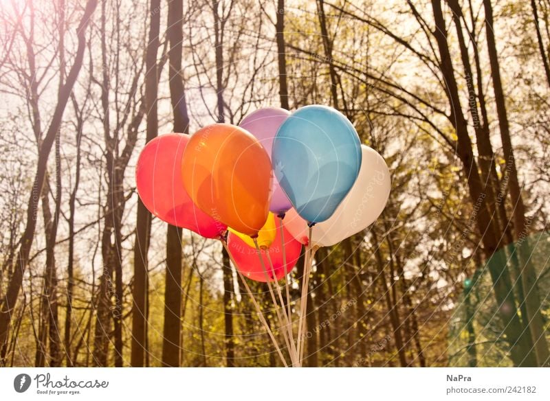 Balloon #2 Summer Feasts & Celebrations Environment Nature Sunlight Spring Beautiful weather Tree Park Forest Wood Relaxation Growth Joy Happy Contentment