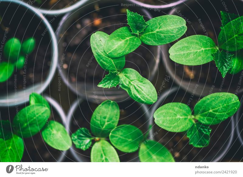 green shoots of a cucumber in a pot Gardening Environment Nature Plant Leaf Growth Fresh Small Above Green young background agriculture Botany spring