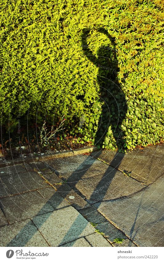 dance Human being Feminine 1 Summer Beautiful weather Plant Foliage plant Hedge Dance Joy Happiness Joie de vivre (Vitality) Enthusiasm Sidewalk Colour photo