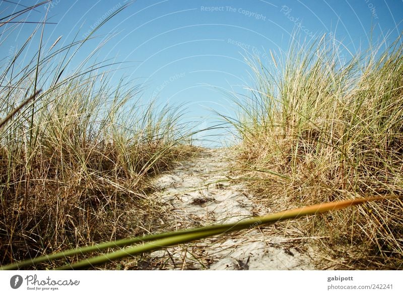 a breath of sea air Environment Nature Landscape Plant Sand Sky Cloudless sky Summer Beautiful weather Grass Bushes Coast Beach North Sea Baltic Sea Beach dune