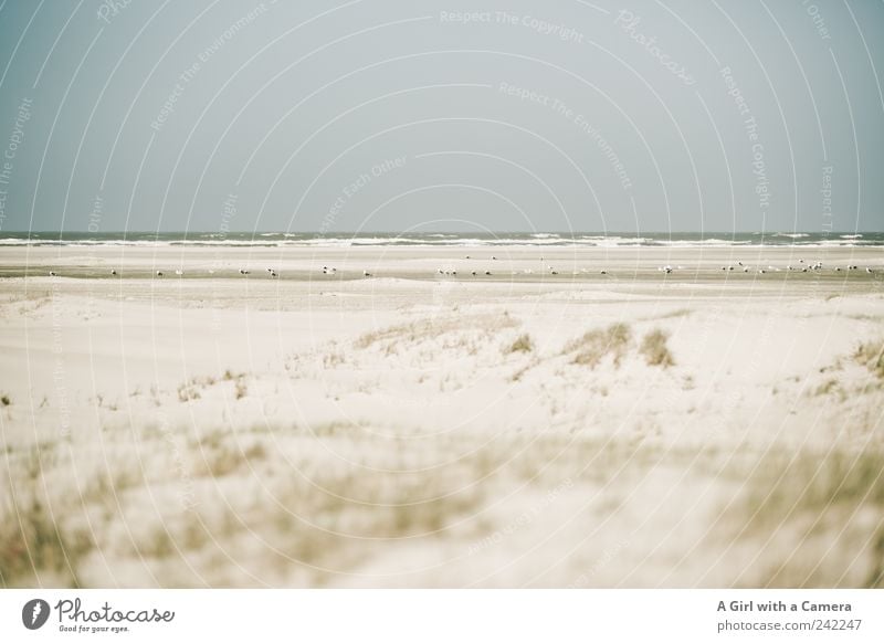 Spiekeroog l gathering Beach Ocean Environment Nature Landscape Sand Horizon Sunlight Summer Weather Beautiful weather Coast Animal Wild animal Bird Seagull