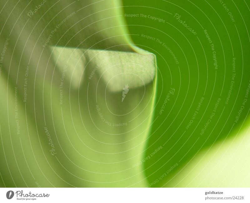 palm green 1 Plant Leaf Green Soft Swing Abstract Background picture Macro (Extreme close-up) Close-up Colour leave Detail Blur