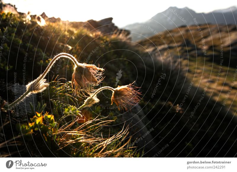 mountain flower Summer Mountain Environment Nature Landscape Sky Cloudless sky Sun Sunlight Plant Flower Grass Moss Blossom Foliage plant Hill Rock Alps Peak