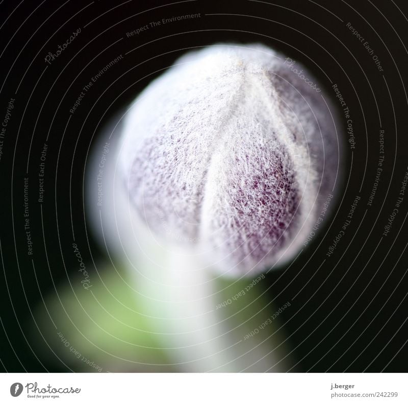 weird hairy plant Plant Blossom Exotic Growth Esthetic Exceptional Green White Hairy Soft fluffy Sphere Capsule Subdued colour Exterior shot Close-up Detail