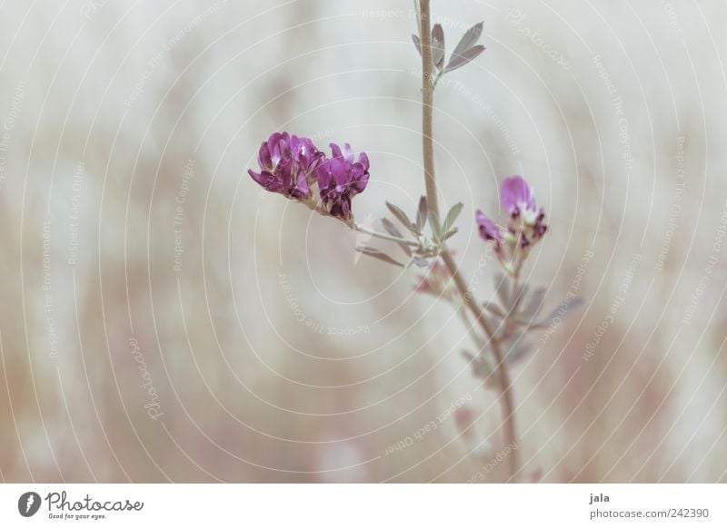 purple haze Nature Plant Flower Leaf Blossom Wild plant Meadow Esthetic Bright Green Violet Beige Colour photo Exterior shot Deserted Copy Space left