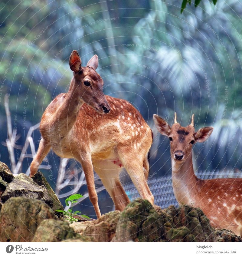 Bambi's parents Animal Wild animal Roe deer 2 Pair of animals Brown Colour photo Exterior shot Deserted Light Shallow depth of field Animal portrait Looking