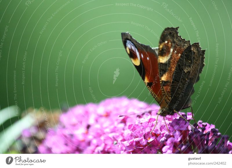 Colourful nature Environment Nature Summer Beautiful weather Plant Blossom Animal Butterfly Wing Esthetic Elegant Natural Positive Blue Brown Red Colour photo