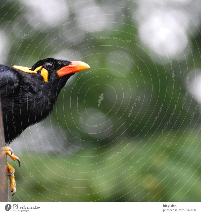 Kuala Lumpur Bird Park II Animal face Beak Eyes Feather Claw 1 Looking Yellow Green Red Black Watchfulness Colour photo Exterior shot Deserted Copy Space right