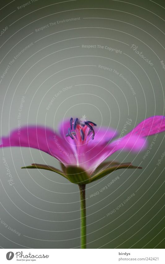 geranium Plant Summer Flower Wild plant Fragrance Illuminate Esthetic Beautiful Violet Pink Purity Nature Pistil Flower stem Blossom leave Pollen Blossoming